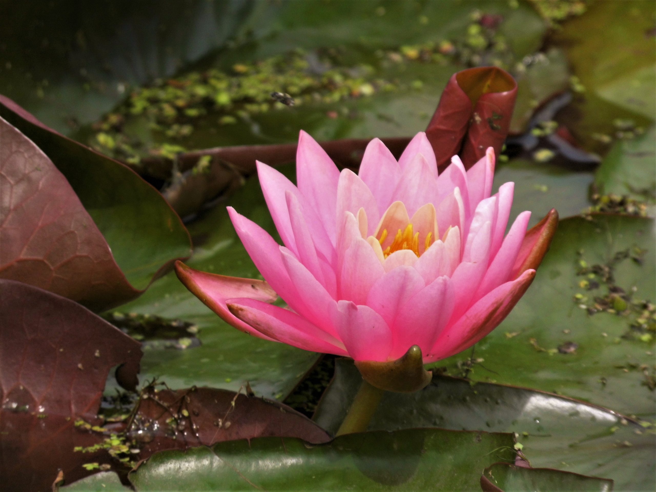 Eine wunderschöne lila leuchtende Seerose.