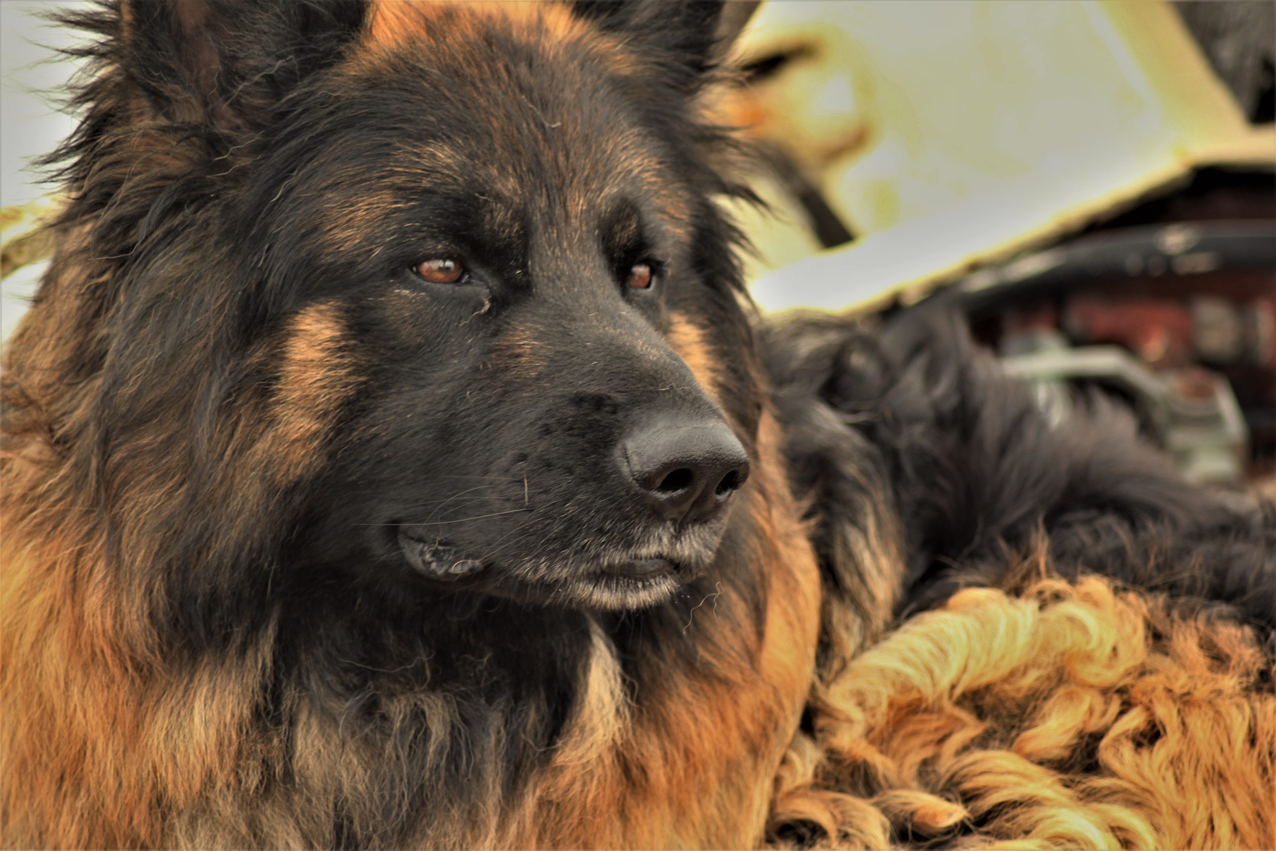 Schiffshund Oskar