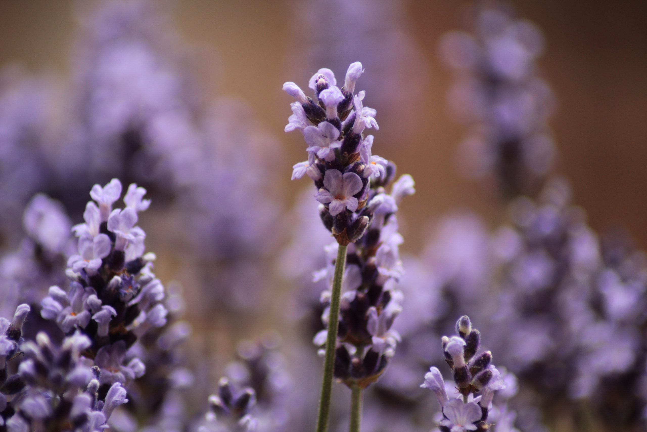 Lavendel im Topf